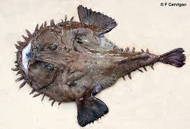 Image result for Lophius americanus