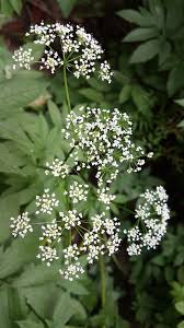 Attēlu rezultāti vaicājumam “Chaerophyllum aromaticum leaf”