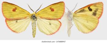 Attēlu rezultāti vaicājumam “Diacrisia sannio female”