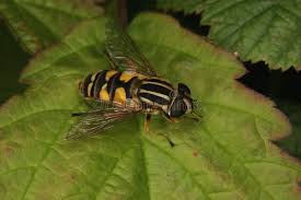 Attēlu rezultāti vaicājumam “Helophilus sp.”