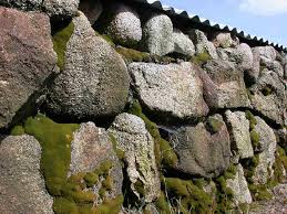 Attēlu rezultāti vaicājumam “Weissia squarrosa”