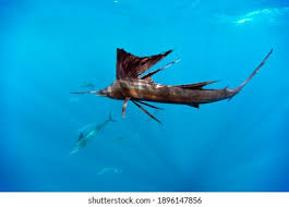 Image result for Istiophorus platypterus