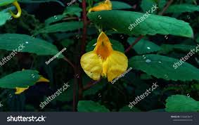 Attēlu rezultāti vaicājumam “Impatiens noli-tangere flower”