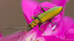 Attēlu rezultāti vaicājumam “Chrysanthia viridissima”