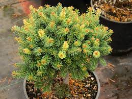 Attēlu rezultāti vaicājumam “Abies balsamea”