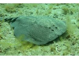 Image result for Tetronarce nobiliana