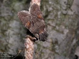 Attēlu rezultāti vaicājumam “Lithophane furcifera”