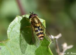 Attēlu rezultāti vaicājumam “Syrphus sp.”