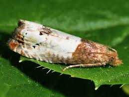 Attēlu rezultāti vaicājumam “Notocelia roborana”