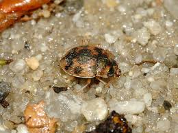 Attēlu rezultāti vaicājumam “Omophron limbatum”