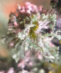 Attēlu rezultāti vaicājumam “Physcia adscendens”