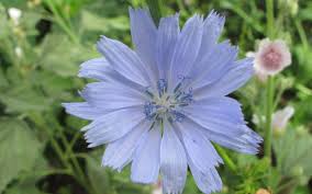 Image result for Zichorie