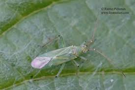 Attēlu rezultāti vaicājumam “Blepharidopterus angulatus”