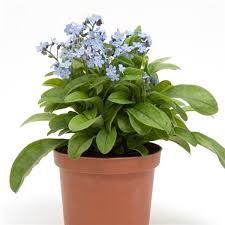 Attēlu rezultāti vaicājumam “Myosotis”