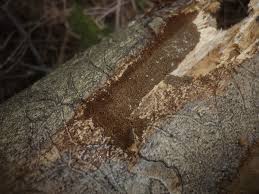 Attēlu rezultāti vaicājumam “Phellinus populicola”