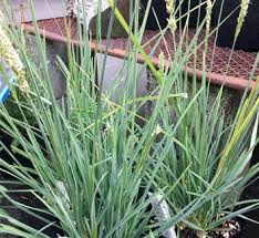 Attēlu rezultāti vaicājumam “Sesleria caerulea”