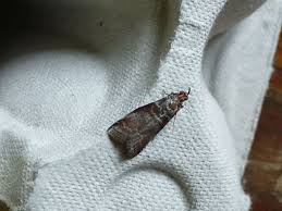 Attēlu rezultāti vaicājumam “Donacaula mucronella”