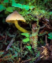 Attēlu rezultāti vaicājumam “Enteridium olivaceum”