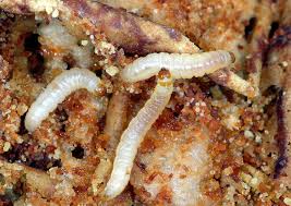 Attēlu rezultāti vaicājumam “Plodia interpunctella”