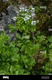 Attēlu rezultāti vaicājumam “Cardamine amara”