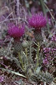 Attēlu rezultāti vaicājumam “Cirsium acaule flower”