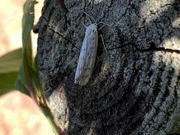 Attēlu rezultāti vaicājumam “Coscinia cribraria”