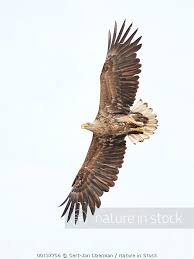 Attēlu rezultāti vaicājumam “Haliaeetus albicilla adult”