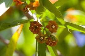 Attēlu rezultāti vaicājumam “Badhamia macrocarpa macro”