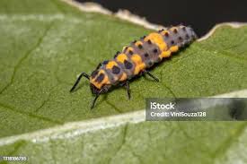 Attēlu rezultāti vaicājumam “Psyllobora vigintiduopunctata larva”