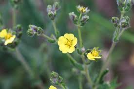 Image result for Potentilla argentea
