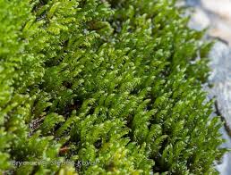 Attēlu rezultāti vaicājumam “Palustriella falcata”