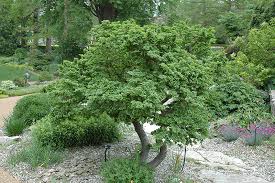 Attēlu rezultāti vaicājumam “Ulmus x hollandica”