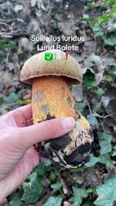 Attēlu rezultāti vaicājumam “Boletus luridus”