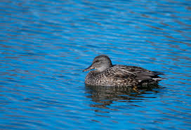 Attēlu rezultāti vaicājumam “Anas strepera female”