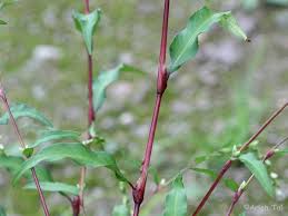 Attēlu rezultāti vaicājumam “Elatine hydropiper leaf”