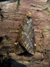 Attēlu rezultāti vaicājumam “Alsophila aescularia”