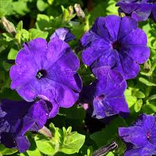 Image result for Petunia