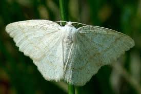 Attēlu rezultāti vaicājumam “Cabera exanthemata male”