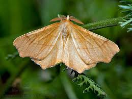 Attēlu rezultāti vaicājumam “Ennomos erosaria”