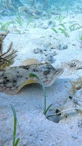 Image result for Mycteroperca venenosa