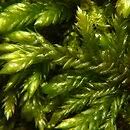 Attēlu rezultāti vaicājumam “Isothecium alopecuroides”