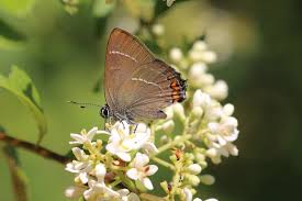 Attēlu rezultāti vaicājumam “Satyrium w-album underside”