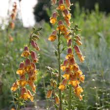 Image result for Fingerhut rot