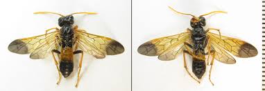 Attēlu rezultāti vaicājumam “Tenthredo campestris female”