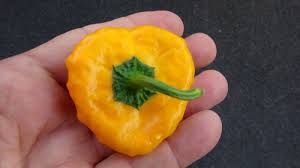 Afbeeldingsresultaat voor yellow mushroom hot pepper