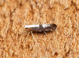 Attēlu rezultāti vaicājumam “Argyresthia spinosella”