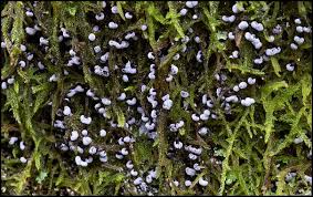 Attēlu rezultāti vaicājumam “Didymium clavus”