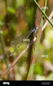 Attēlu rezultāti vaicājumam “Nehalennia speciosa”