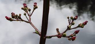 Attēlu rezultāti vaicājumam “Scrophulariaceae”