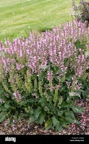 Image result for Salbei